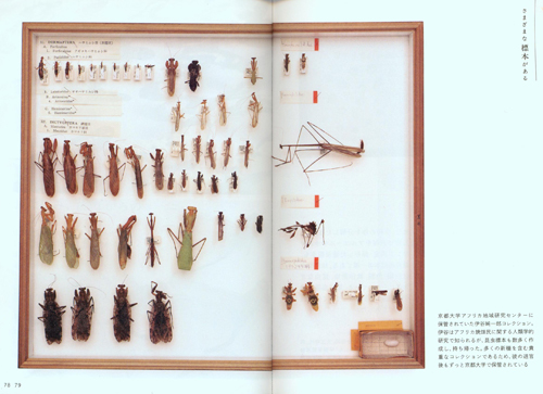 A Collection of Specimens from the Vaults of Kyoto University Museum