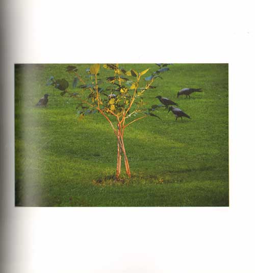 Abbas Kiarostami - Trees & Crows