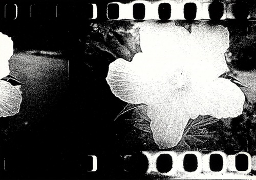 Daido Moriyama – Flowers