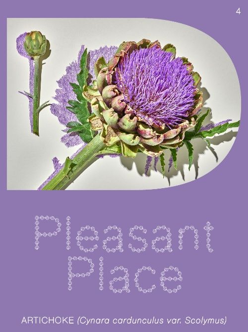 Pleasant Place Artichoke Cynara Cardunculus Var Scolymus